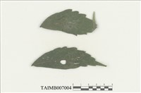 藏品(刺疣鱗蘚)的圖片